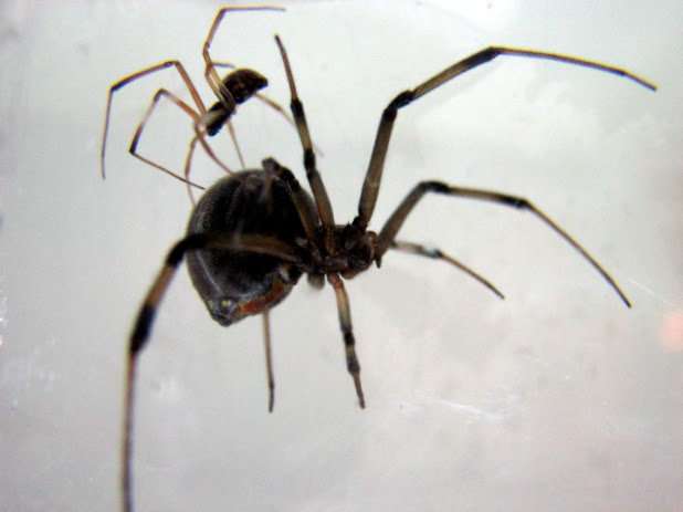 Brown widow male spiders prefer sex with older females likely to eat them  afterwards