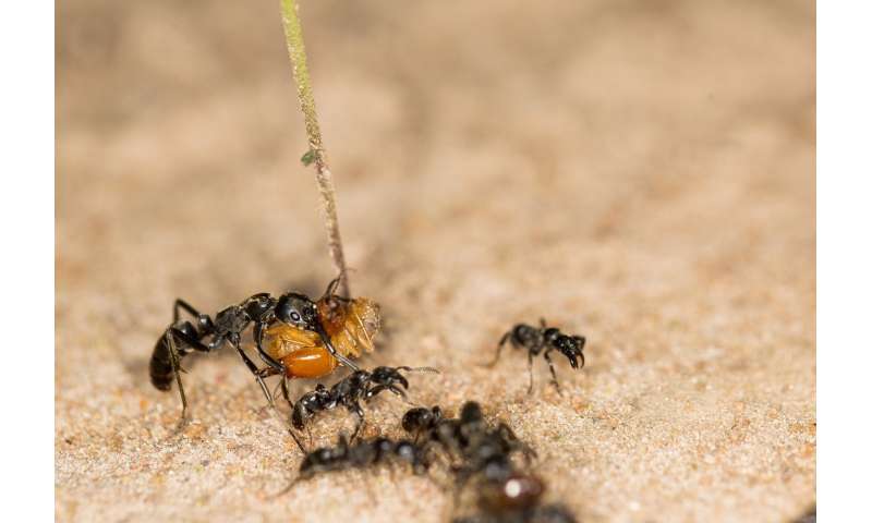 Matabele ants travel faster with detours