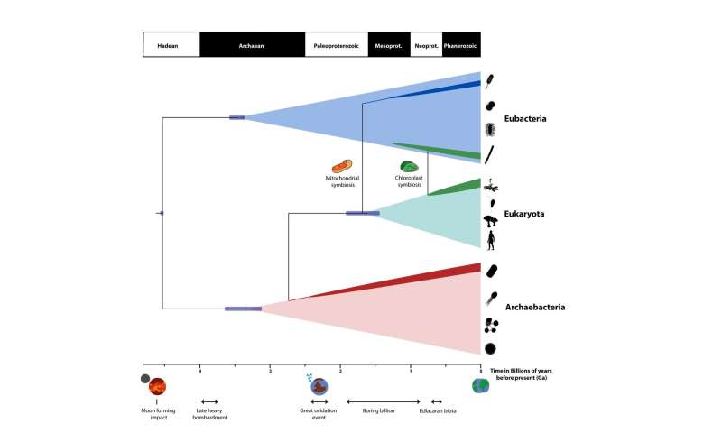 Animal Evolution Timeline Chart