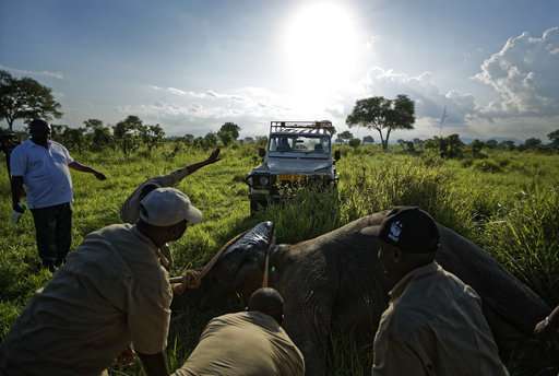 Battle to save Africa's elephants is gaining some ground