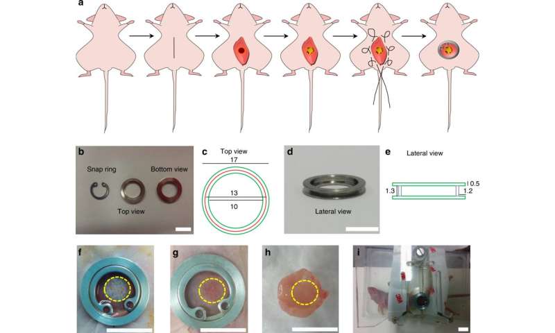 Genetically engineered 3D human muscle transplant in a murine model