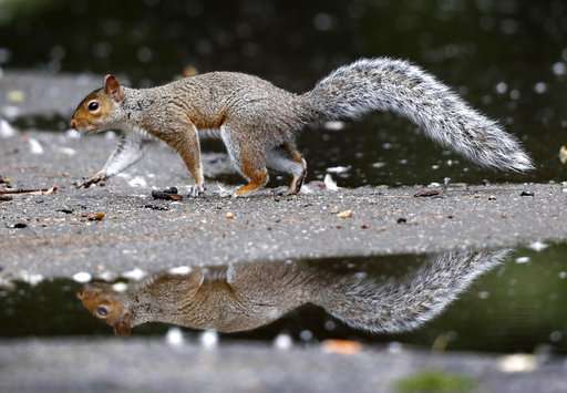 Huge squirrel population chomps crops, driving farmers nuts