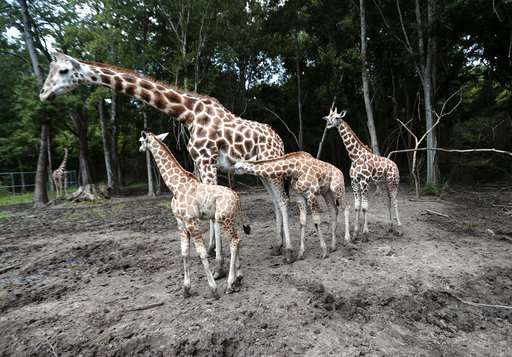 It's a girl,girl,boy,girl...! Baby boom at two-zoo partnership
