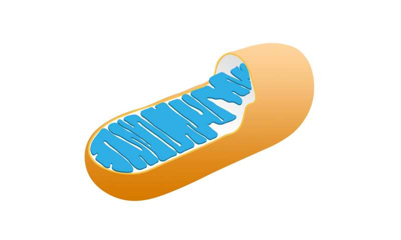Image result for mitochondria