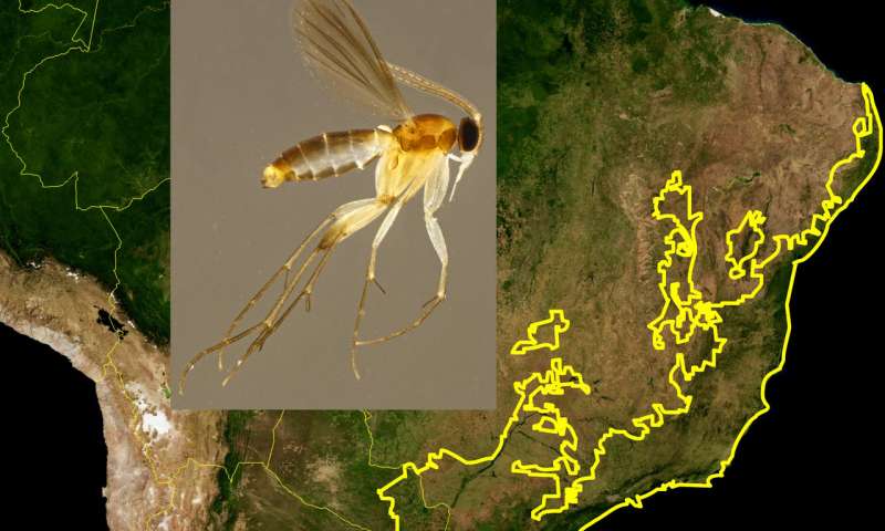 Scientists discovered 20 new gnat species in Brazil