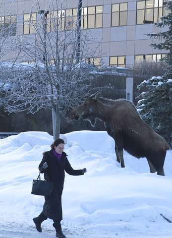 Biologists turn to citizens, DNA to count urban Alaska moose