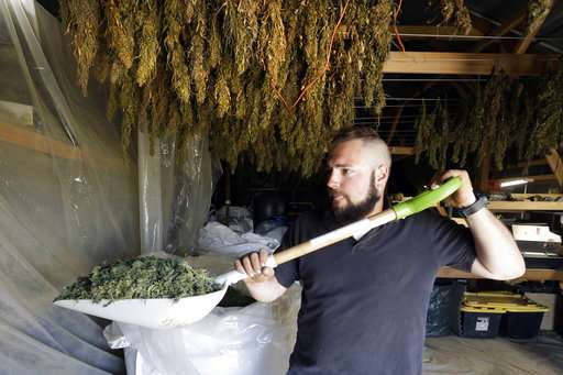 Marijuana growers diversify with hemp amid CBD boom