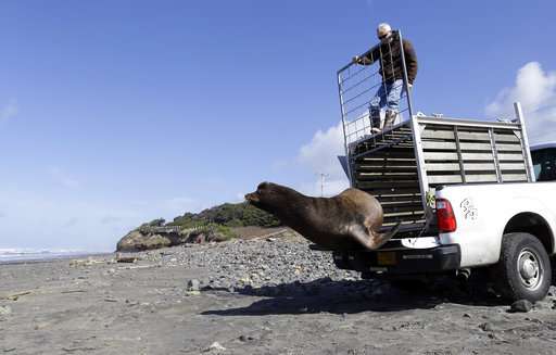 Sea lions gobbling fragile fish in US Northwest survival war