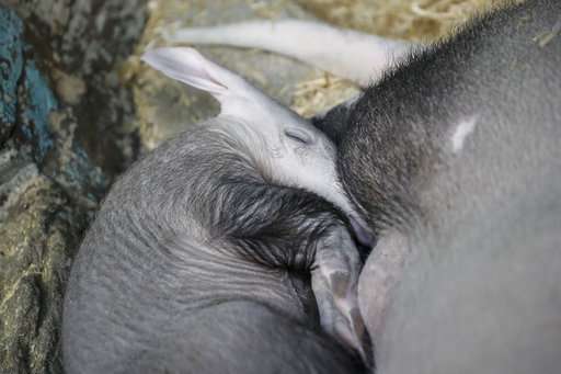 Zoo's aardvark contributes to national animal milk research