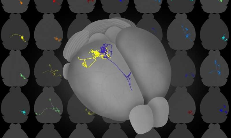 invariant visual representation by single neurons in the human brain