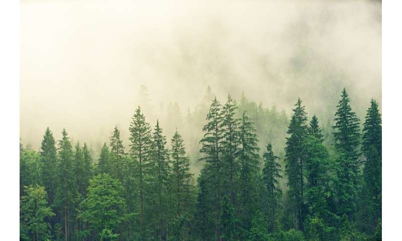 conifer forest