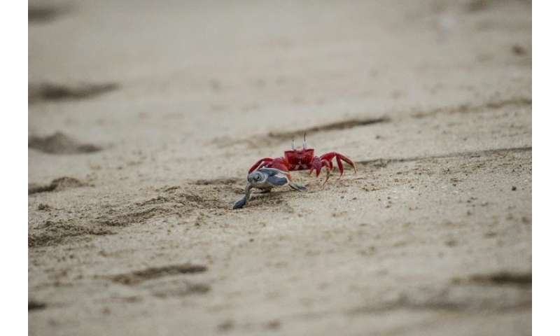 Crabs scuttle to drag away some hatchlings while more fortunate siblings floundered to the frothy waters