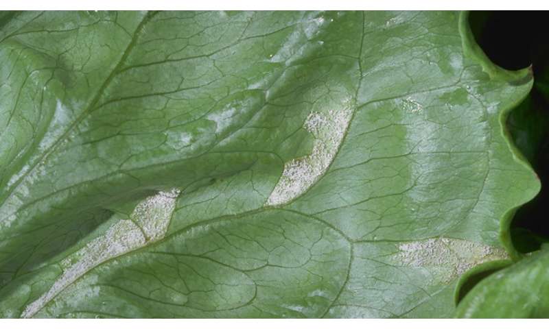 Downy mildew research to benefit lettuce growers and consumers