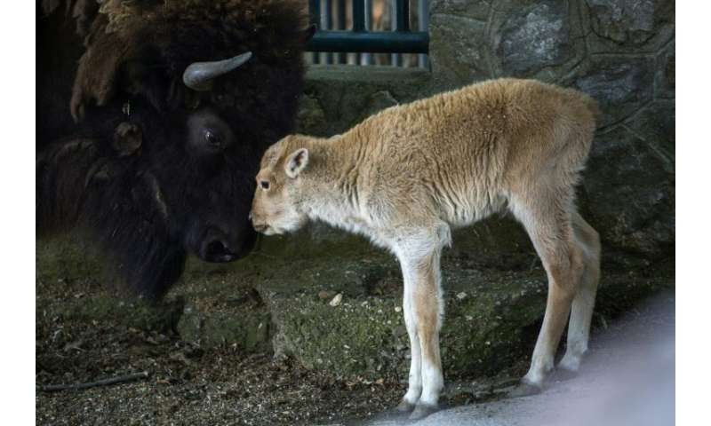 Dusanka's father was also a white bison