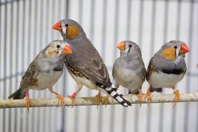 Genes In Songbirds Hold Clues About Human Speech Disorders - 
