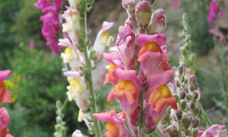 Download Genes responsible for difference in flower color of snapdragons identified