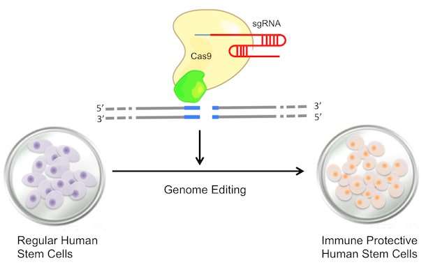 Grant to explore genome editing and stem cell potential for cardiac treatment