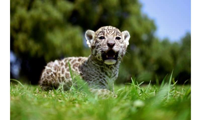 Jaguars are the largest cats in the Americas, and the third-largest in the world, after lions and tigers