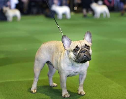 45+ Westminster Dog Show French Bulldog