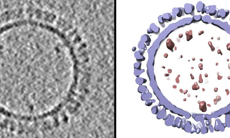 The Mumps Virus Structure of a 3D Scientists create 3 D structure of 1918 influenza virus 