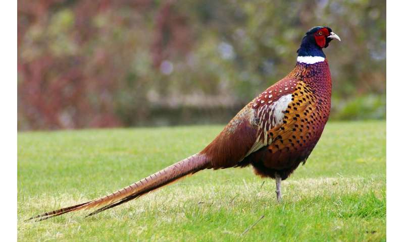 One Foot In The Grave For Pheasants That Favor A Side