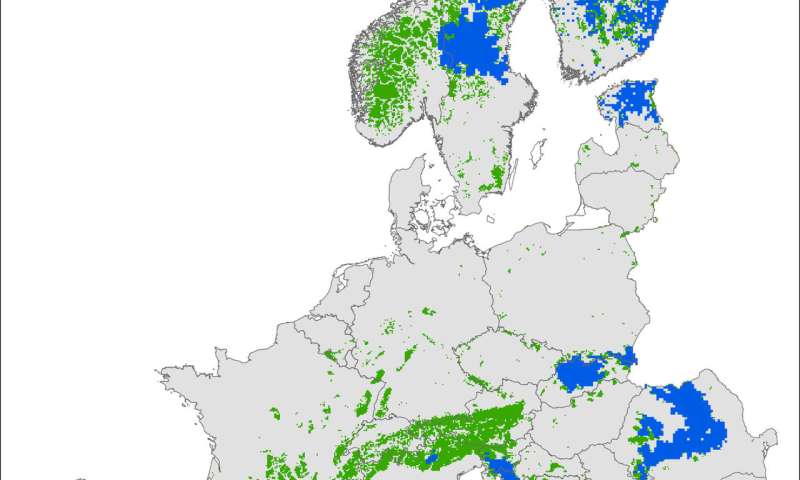 Plenty Of Habitat For Bears In Europe