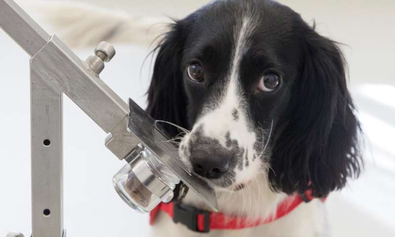 Sniffer dogs could detect malaria in people