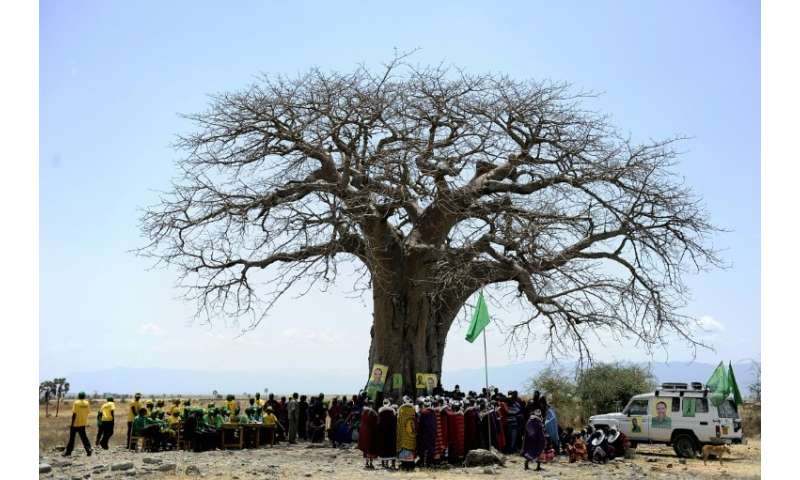 Shocking Die Off Of Africa S Oldest Baobabs Study