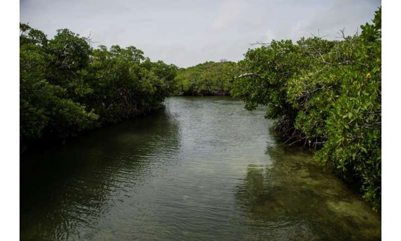 The mangroves help protect the reef and serve as a breeding ground for many of the hundreds of fish species that inhabit the are