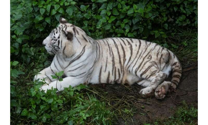 There are currently more than 2,500 Bengal tigers outside captivity