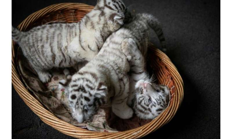 The zoo is home to 41 of this rare variety of white Bengal tiger