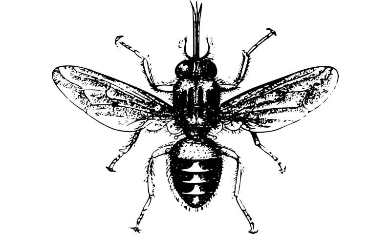 Conservation Africa News - tsetse fly