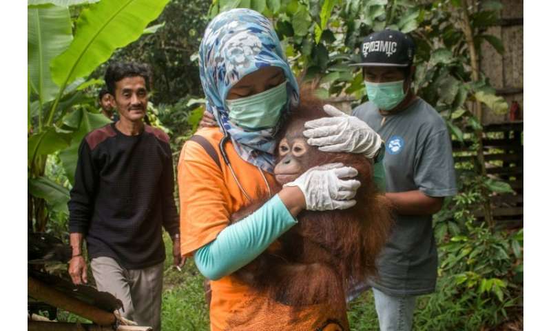 Utu the orangutan being carried after being rescued from villagers