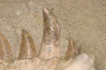 Adelphi, OHIO researchers determine dinosaur replaced teeth as fast as sharks