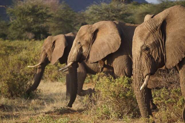 African elephants manifest movements that vary according to ecological changes