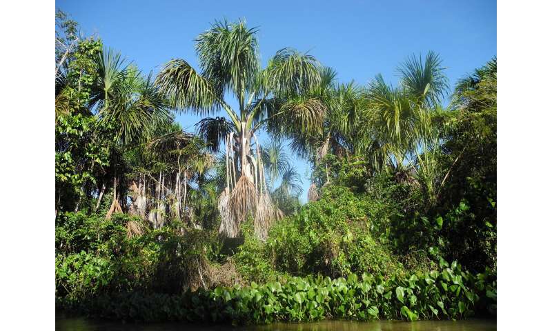 A new study shows the evolution and changes of the vegetation of the Orinoco Delta of the last 6200 years