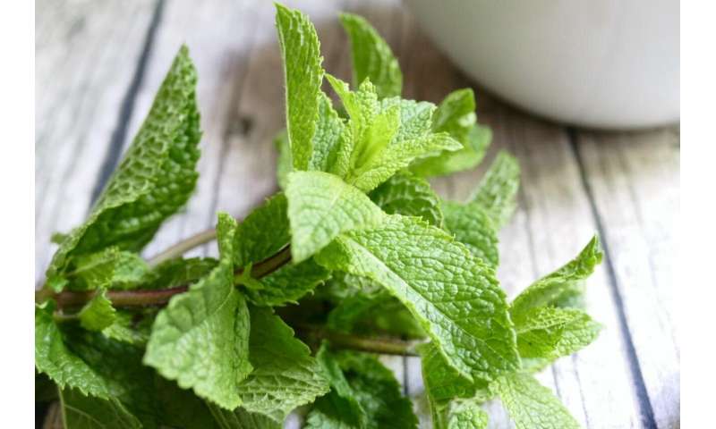 A spoonful of peppermint helps the meal go down