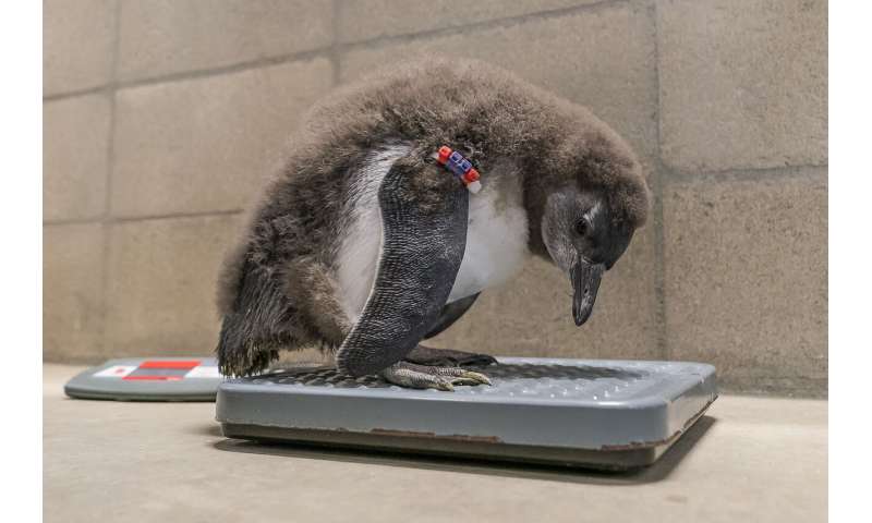 Baby penguins hatched at San Diego Zoo