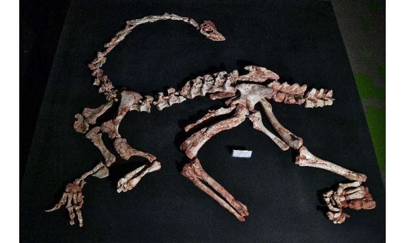 Brazilian researchers have found a nearly complete fossilized skeleton of the Macrocollum itaquii, the oldest long-necked dinosa