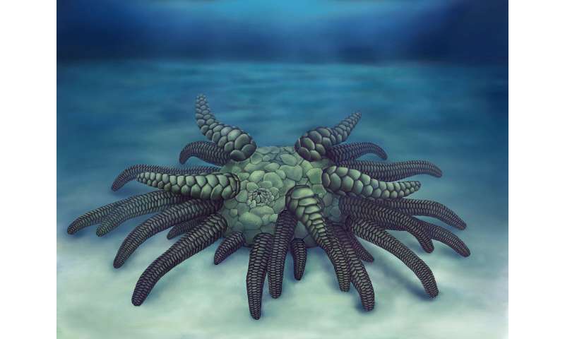 '克苏鲁'化石重建揭示了现代海参的可怕亲戚