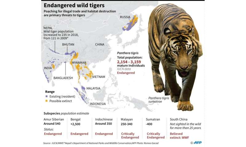 Endangered wild tigers