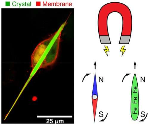 The elaborate protein crystals make magnetic cells