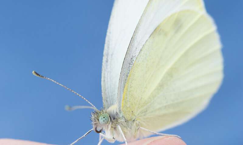 Every time the small cabbage white butterfly flaps its wings it has us to thank