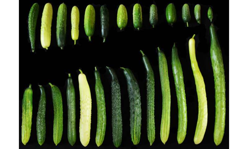 Genetic Variant Linked To Cucumber Fruit Length
