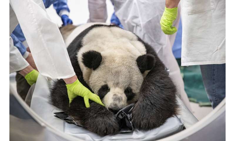 Grin and bear it: Berlin panda gets CT scan for kidney exam