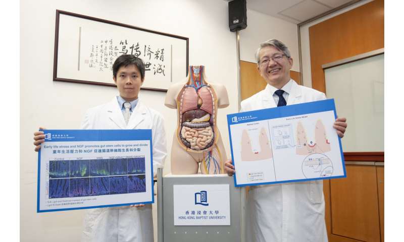 HKBU discovers mechanisms underlying early life stress and irritable bowel syndrome