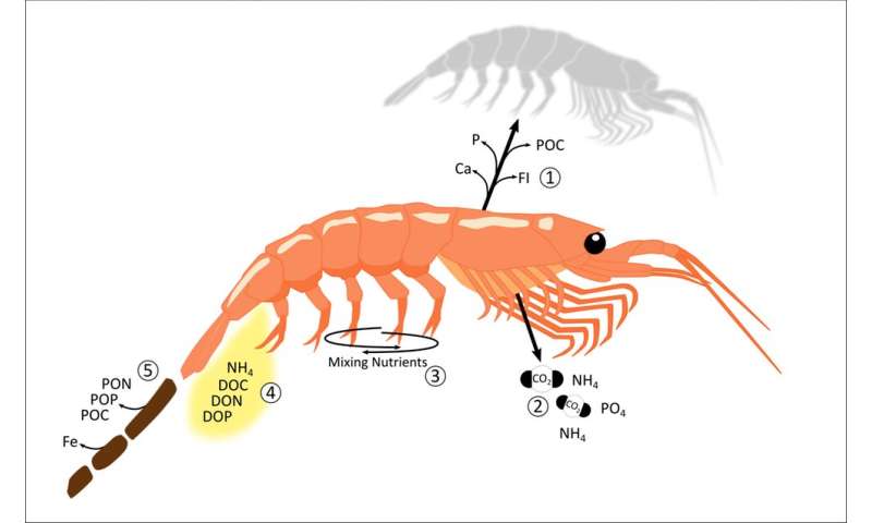 How Antarctic krill fertilise the oceans and even store carbon – all with their poo