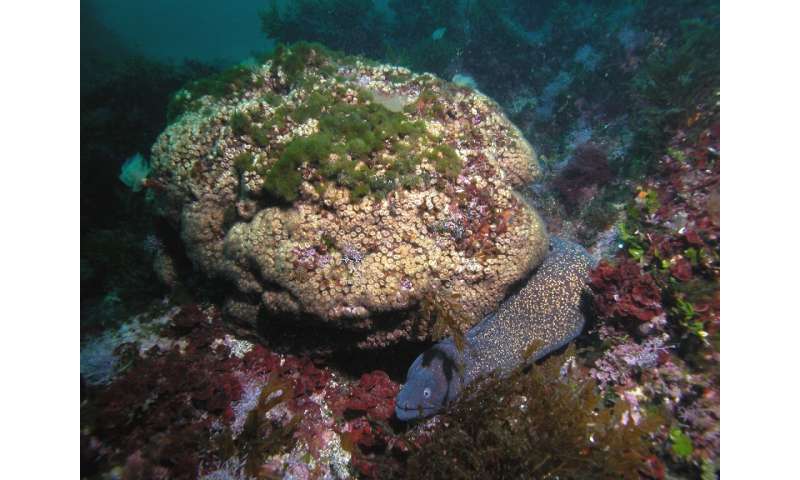 In this undated photo released by Science Advances, a Cladocora caespitosa reef is seen underwater near the Columbretes Islands 