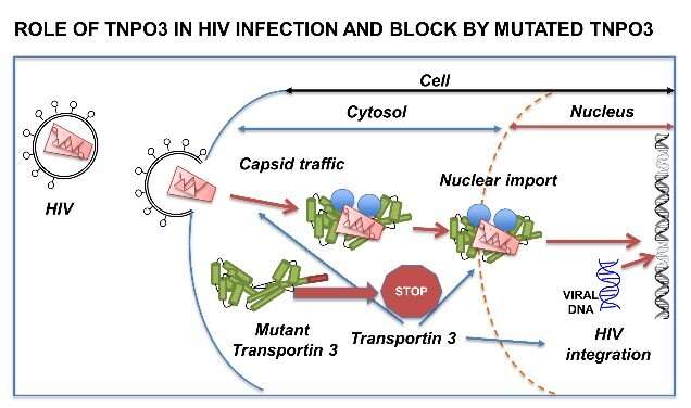 Mutation that causes rare muscle disease protects against HIV-1 infection