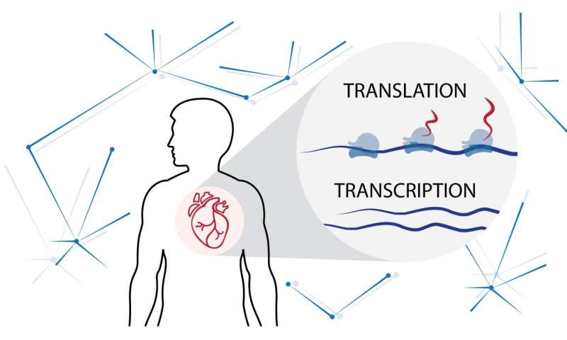 New cardiac fibrosis study identifies key proteins that translate into heart disease